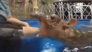 Жестокое нападение бегемота на человека