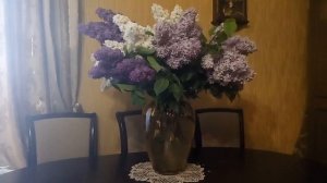 Шикарный букет сирени!Как дольше сохранить свежесть  букета.