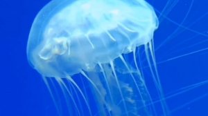 Самые жуткие и страшные хищники Океана