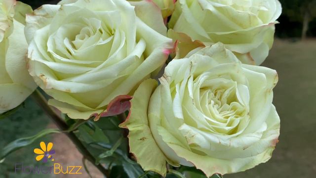 Rose Fairy Queen смотреть онлайн