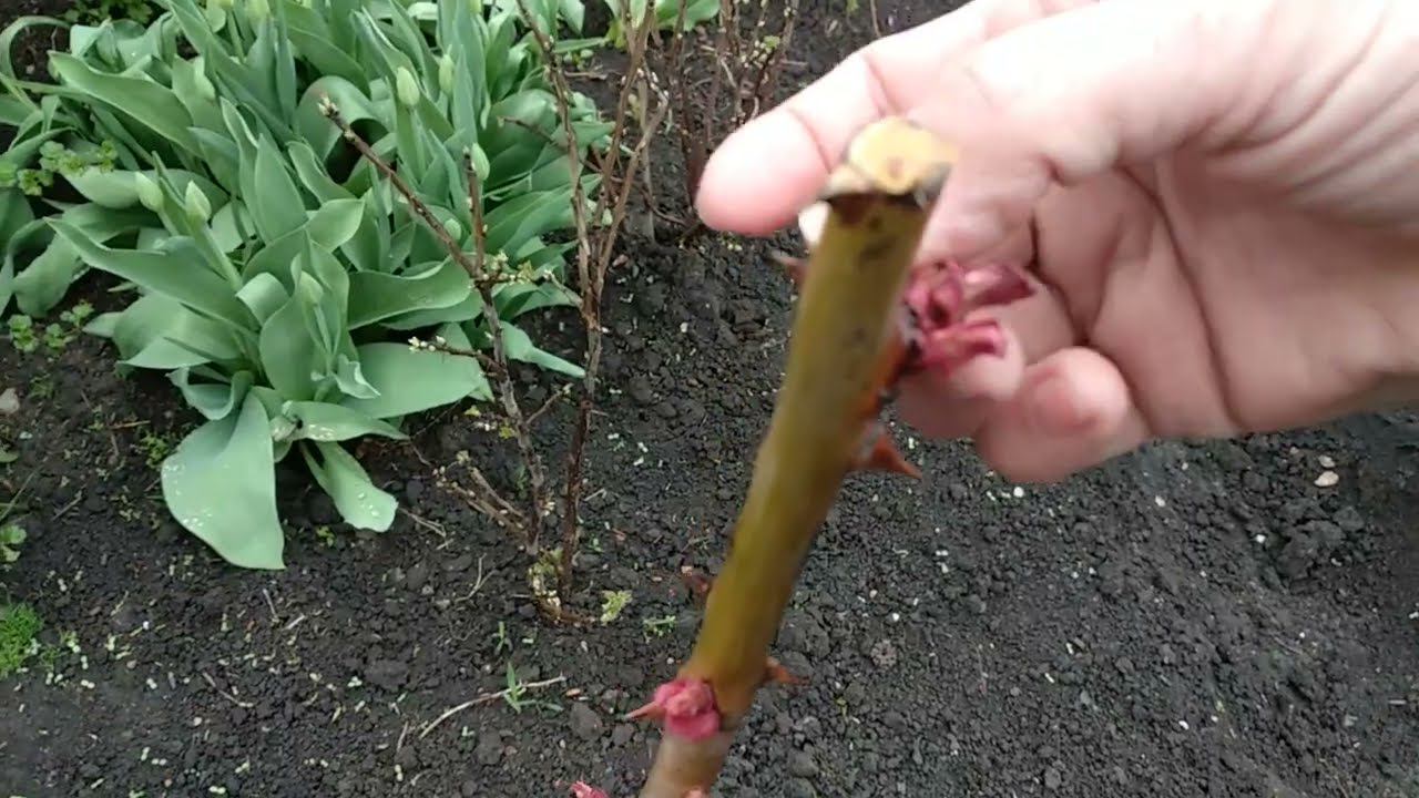 Розы. Удалим почки у роз. Зачем?! смотреть онлайн