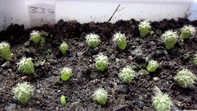 Смотрим сеянцы кактусов смотреть онлайн