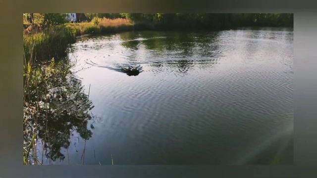 RC boat łódka zanętowa #rcmodel #fishhunter смотреть онлайн