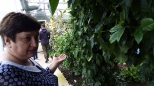 Цветочная оранжерея в Красновишерске