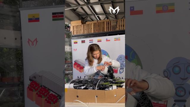 КУСТОВАЯ РОЗА ИЗ КЕНИИ | Обзор и распаковка коробки кустовых роз Julietta от плантации Karen Roses смотреть онлайн