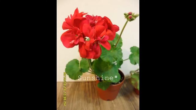 Pelargonium Designer Dark Red смотреть онлайн