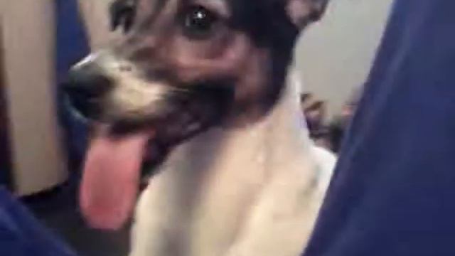 Самая няшная собака смотреть онлайн