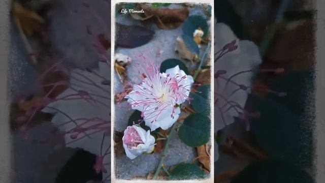 Цветение каперса ? Caper flower смотреть онлайн