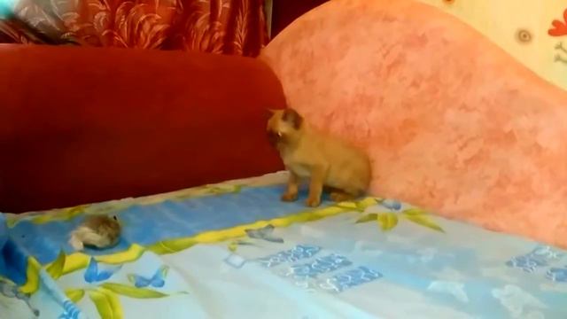 Мальчик-Лапочка и Любимчик)))Европейская Бурма.-2,5 месяца смотреть онлайн