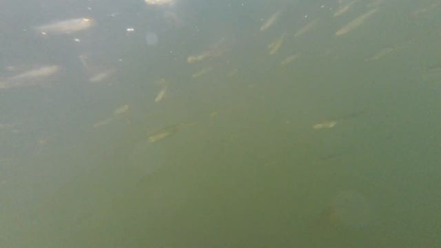 Экшн-камера Digma DiCam 890 погружение под воду.Digma Digma 890 action camera diving underwater. смотреть онлайн