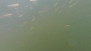 Экшн-камера Digma DiCam 890 погружение под воду.Digma Digma 890 action camera diving underwater.