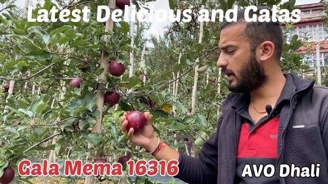 Latest Delicious and Gala Apple varieties and their suitable elevation. смотреть онлайн