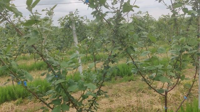 Листовая подкормка перед цветением. Ежевика и малина. Голубика уже цветет. смотреть онлайн