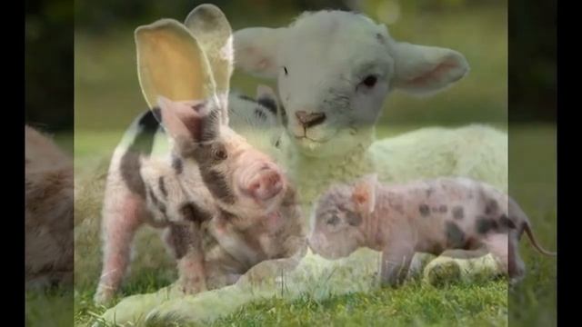 Мини-пиги с другими животными. Смешные фото :D смотреть онлайн