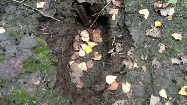 медведь в сауне смотреть онлайн