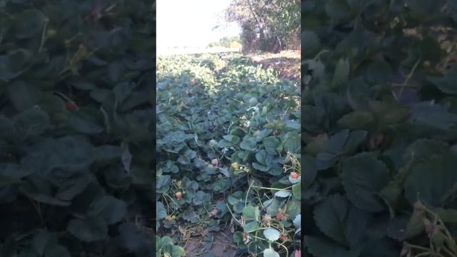 Обрезка клубники под зиму#обработка клубники#клубника Белгород#уход за клубникой# обработка клубник смотреть онлайн