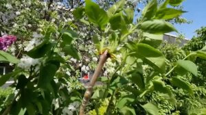 Букет сирени на одном кусте. Прививка сирени в вашем саду.