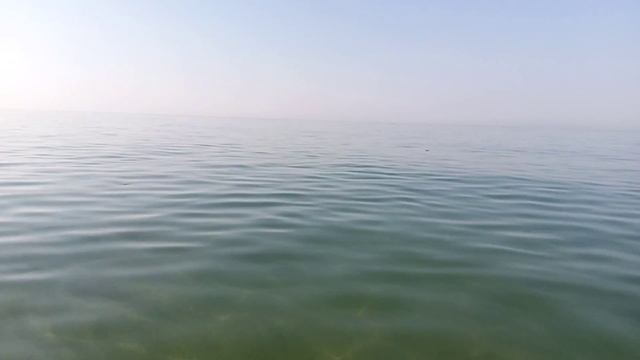Акула или дельфин в 5 метрах, чёрное море,1.08.21г. смотреть онлайн