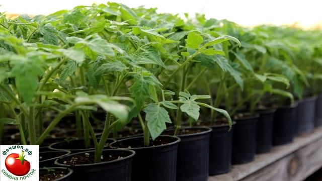 Штамбовые помидоры посадил и забыл! смотреть онлайн