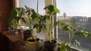 Рассада томатов на балконе 2019 г.