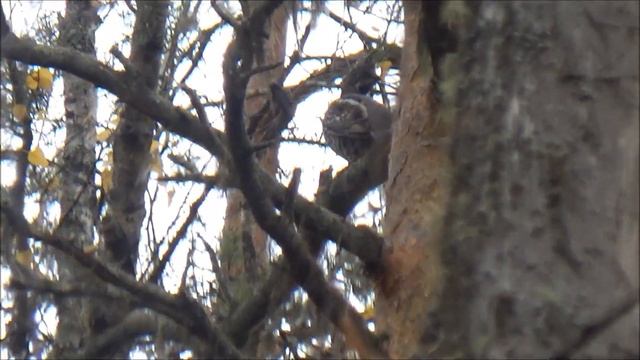 ГДЕ ЖИВУТ ВЕДЬМЫ. ПОХОД ВЫХОДНОГО ДНЯ С ОХОТОЙ НА РЯБЧИКА. смотреть онлайн