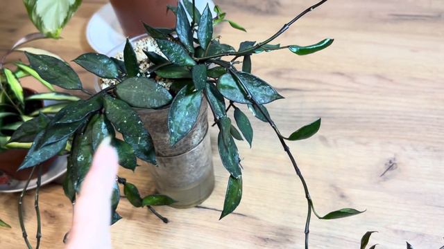 ОБЗОР 10 НОВЫХ растений в моей коллекции смотреть онлайн