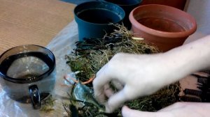 Эксперимент. Душистые ландыши к 8 Марта ;))