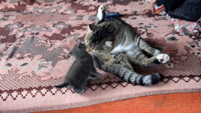 Котята противно скрипят смотреть онлайн