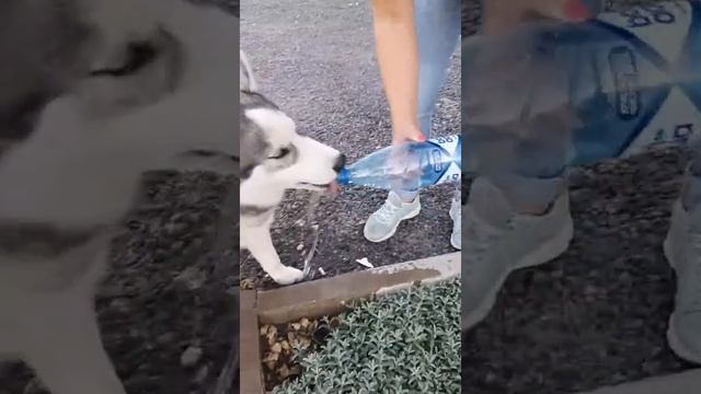 Научили собаку пить воду из бутылки смотреть онлайн