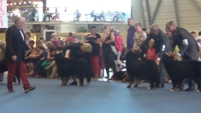 ANABELLA Wesoła Czereda FCI Poland grand finale champion classWorld Dog Show Helsinki 2014 MAH01236 смотреть онлайн
