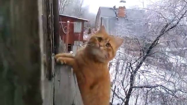 Пиксель - кот смотреть онлайн