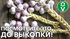 СДЕЛАЙТЕ ТАК И ЧЕСНОК СОХРАНИТСЯ ДОЛГО! Простые и эффективные рекомендации по выкопке чеснока