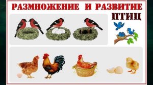 "Размножение и развитие животных", Окружающий мир 3 класс ч.1, с.120-123, Планета знаний.