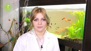 Содержание Морских Свинок & Как Ухаживать За Морскими Свинками. Ветклиника Био-Вет