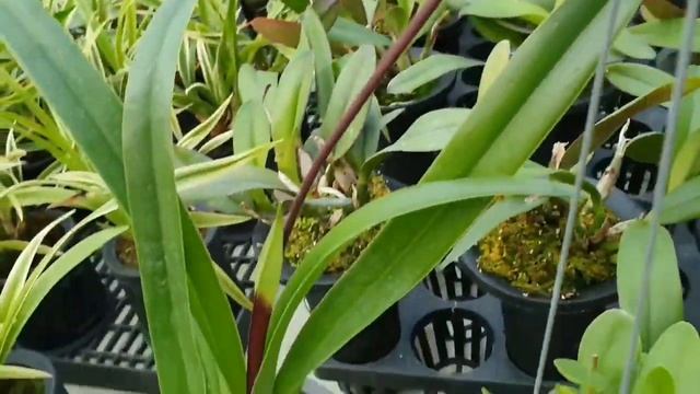 Ответы на вопросы интервью. Обзор теплицы.2 часть.드림난원. смотреть онлайн