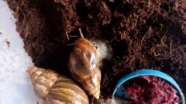 Часть 6. Что делать если ваша улитка отложила много яичек?!?? смотреть онлайн