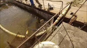 Товарный веслонос. Отбраковка самцов веслоноса в товар.