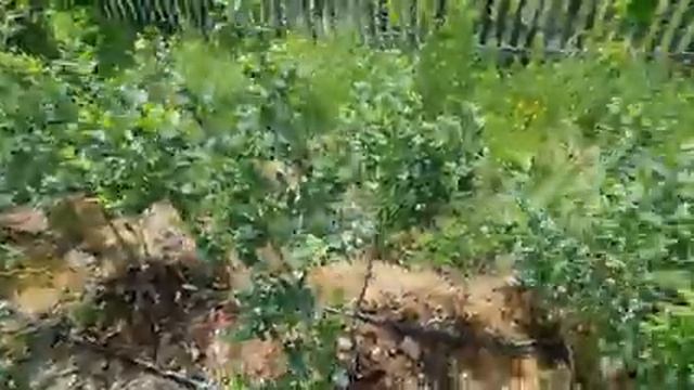 Голубика 21 Июня смотреть онлайн