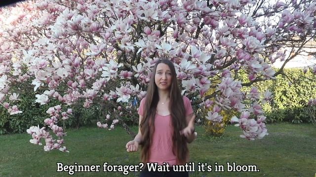 Sweet Violet Identification & Infused Vinegar (Viola Odorata) смотреть онлайн