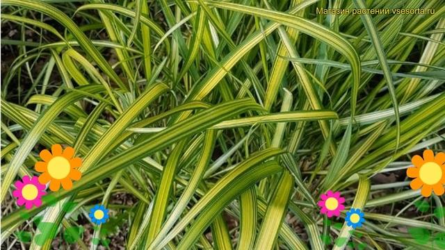Вейник остроцветковый Эльдорадо. Краткий обзор, описание calamagrostis acutifolia Eldorado смотреть онлайн