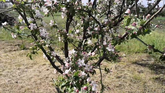 Цветение деревьев в саду🌼🐝 Земклуника "Купчиха" 🍓 смотреть онлайн