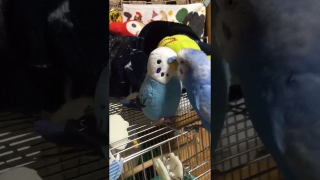 Синий волнистый попугай проводит время с плюшевым другом и говорит по-японски смотреть онлайн