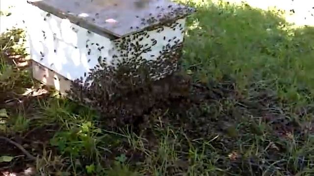 swarm 2011-08-06 смотреть онлайн