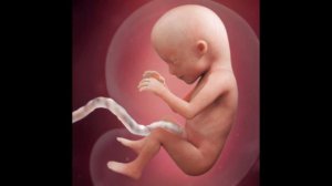 Homilaning har haftalik rivojlanish jarayoni