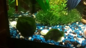 Размножение кладофоры.