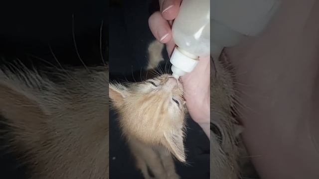 Кормление котенка из бутылочки смотреть онлайн