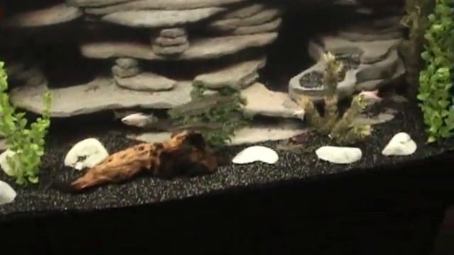 DIY 75 Gallon 3D Background Pt. 4 with fish смотреть онлайн