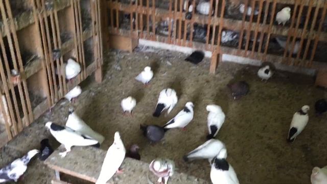 #Pigeons.Сколько яиц несётся голуби. смотреть онлайн