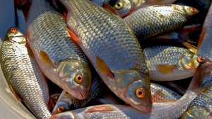 Уловистая насадка для белой рыбы с укропом.