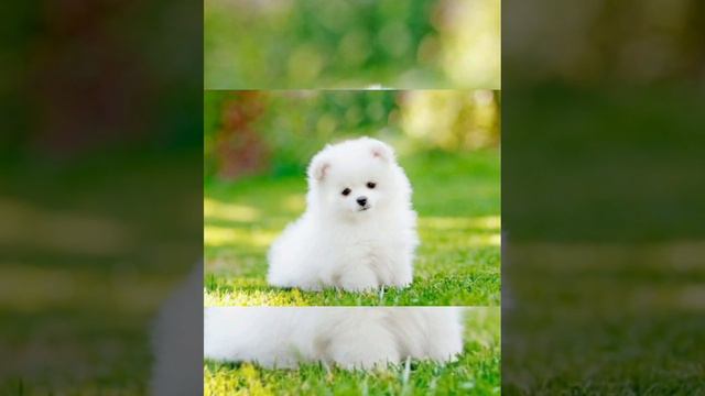 The dog is anxious to get her puppy .🐕♥️ смотреть онлайн